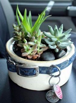 pet dish planter