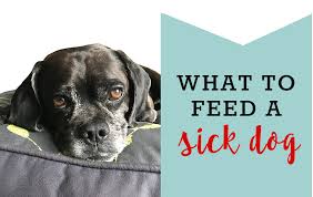 feeding a sick dog